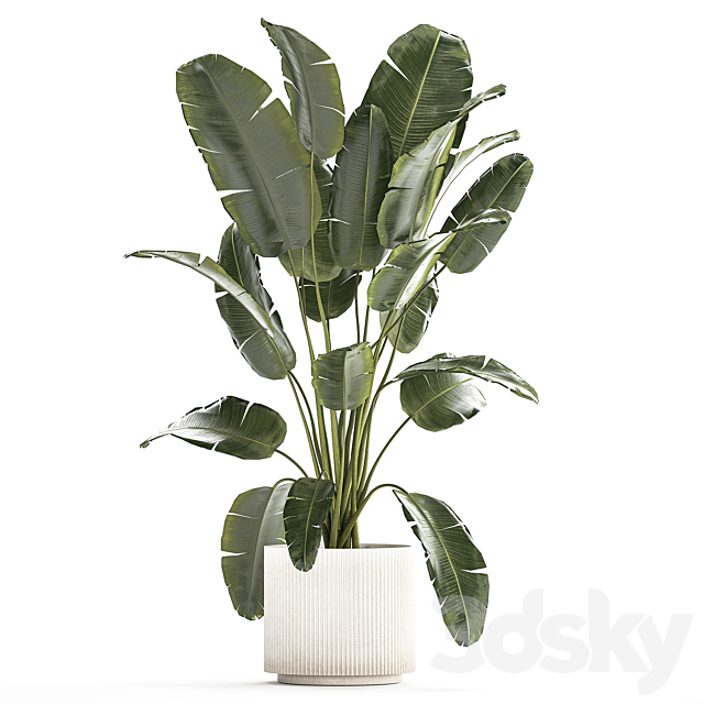 A beautiful interior plant in a modern flowerpot and a pot of banana palm ravenala and strelitzia. 1242 3DS Max Model - thumbnail 2