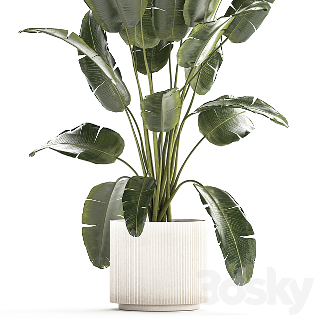 A beautiful interior plant in a modern flowerpot and a pot of banana palm ravenala and strelitzia. 1242 3DS Max Model - thumbnail 3