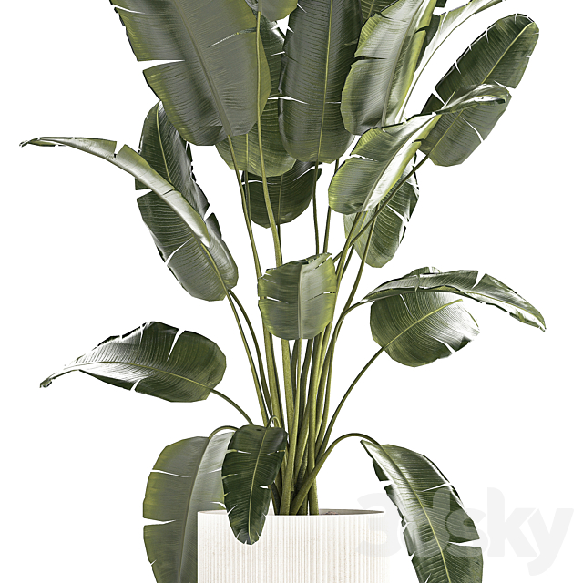 A beautiful interior plant in a modern flowerpot and a pot of banana palm ravenala and strelitzia. 1242 3DS Max Model - thumbnail 5