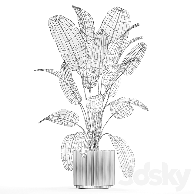 A beautiful interior plant in a modern flowerpot and a pot of banana palm ravenala and strelitzia. 1242 3DS Max Model - thumbnail 7