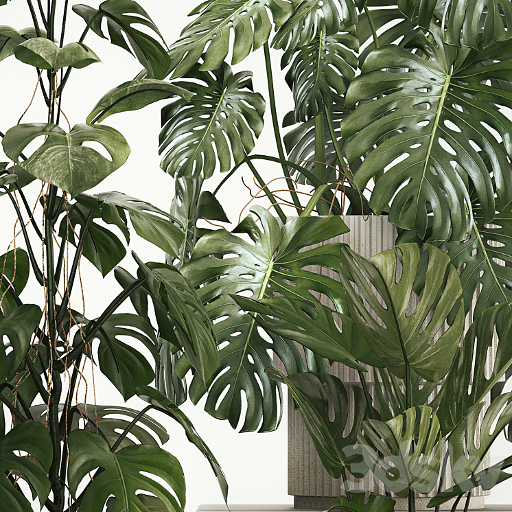 A beautiful interior potted plant is a decorative monstera bush. Set of plants 1213 3DS Max Model - thumbnail 2