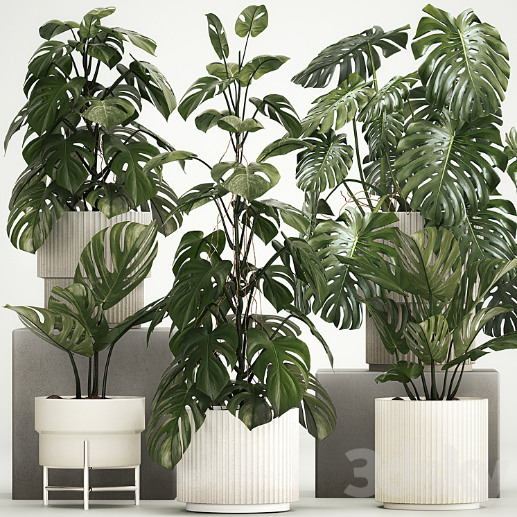 A beautiful interior potted plant is a decorative monstera bush. Set of plants 1213 3DS Max - thumbnail 1