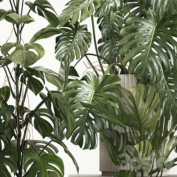 A beautiful interior potted plant is a decorative monstera bush. Set of plants 1213 3DS Max - thumbnail 2