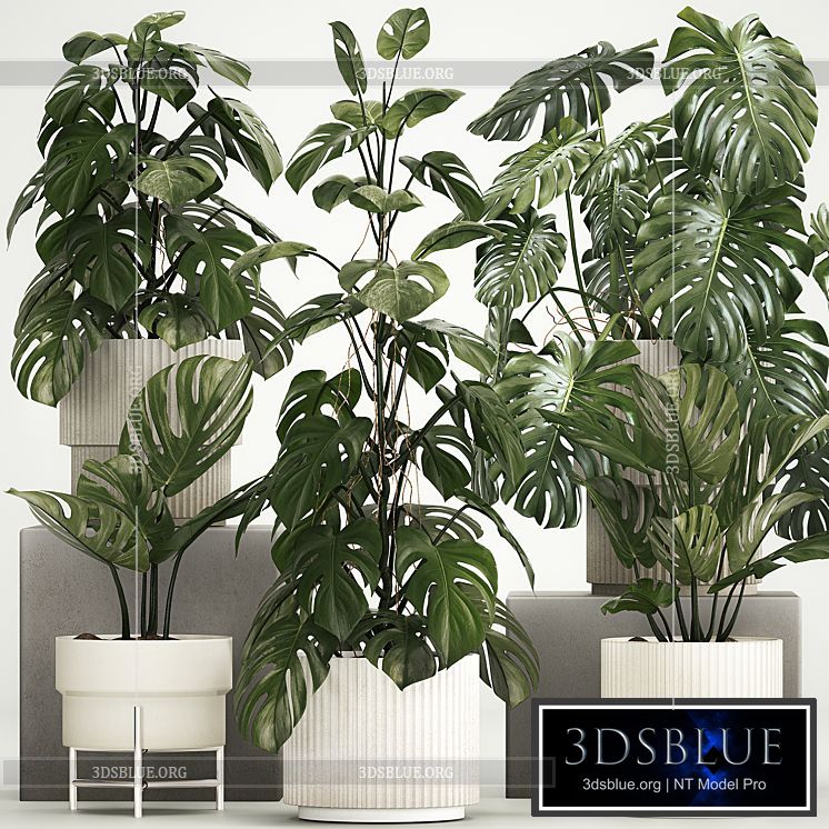 A beautiful interior potted plant is a decorative monstera bush. Set of plants 1213 3DS Max - thumbnail 3