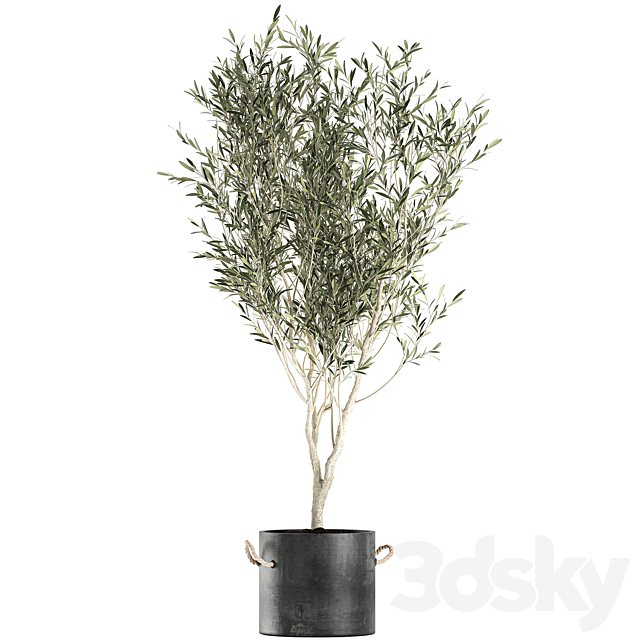 A beautiful little decorative olive tree in a black pot with handles. Set 647. 3DS Max Model - thumbnail 2