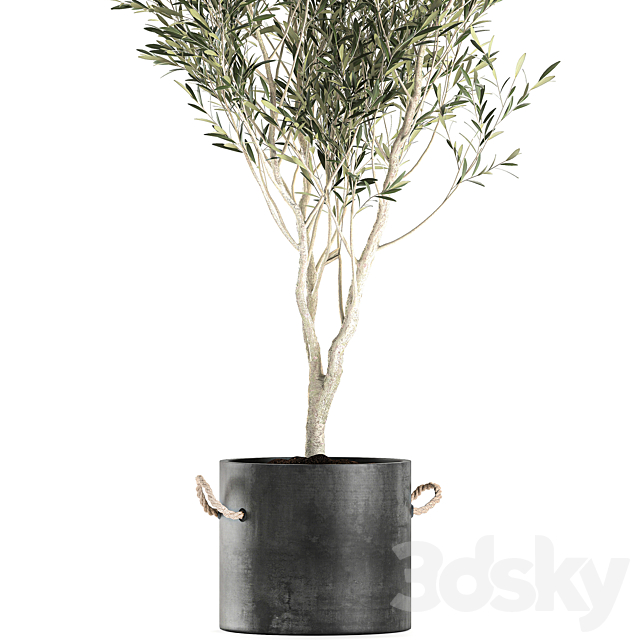 A beautiful little decorative olive tree in a black pot with handles. Set 647. 3DS Max Model - thumbnail 3