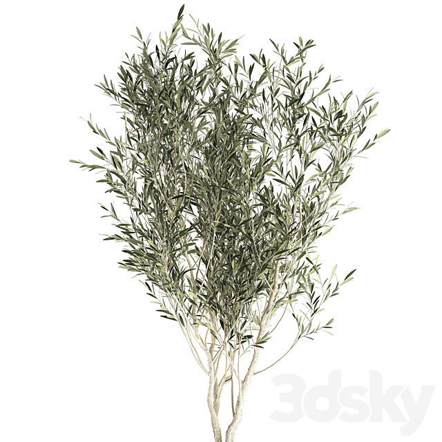 A beautiful little decorative olive tree in a black pot with handles. Set 647. 3DS Max Model - thumbnail 4