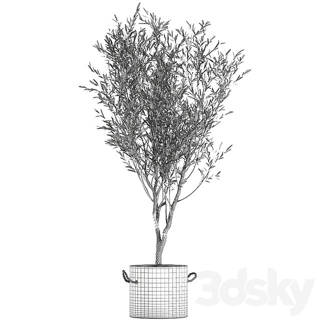 A beautiful little decorative olive tree in a black pot with handles. Set 647. 3DS Max Model - thumbnail 5