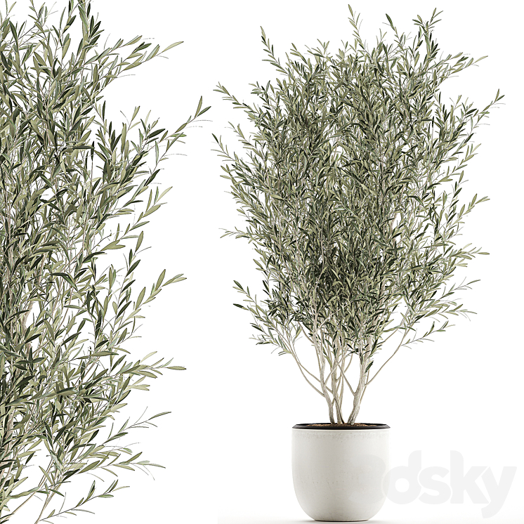 A beautiful little decorative olive tree in a white pot with handles. Set 645. 3DS Max - thumbnail 1