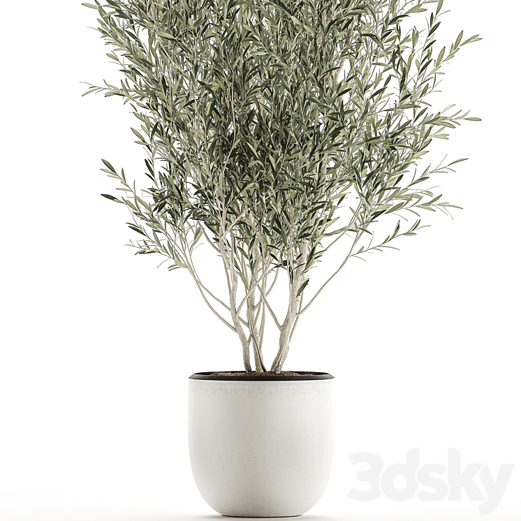 A beautiful little decorative olive tree in a white pot with handles. Set 645. 3DS Max - thumbnail 2