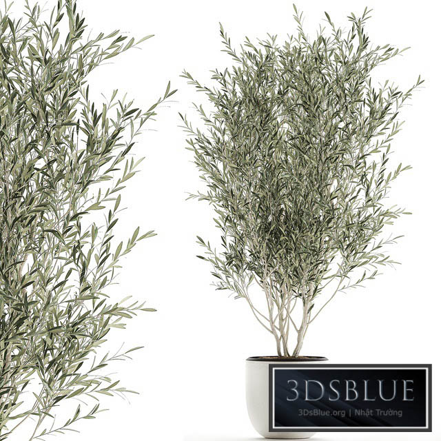 A beautiful little decorative olive tree in a white pot with handles. Set 645. 3DS Max - thumbnail 3