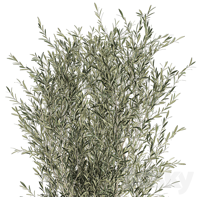 A beautiful little decorative olive tree in a white pot with handles. Set 645. 3DSMax File - thumbnail 3