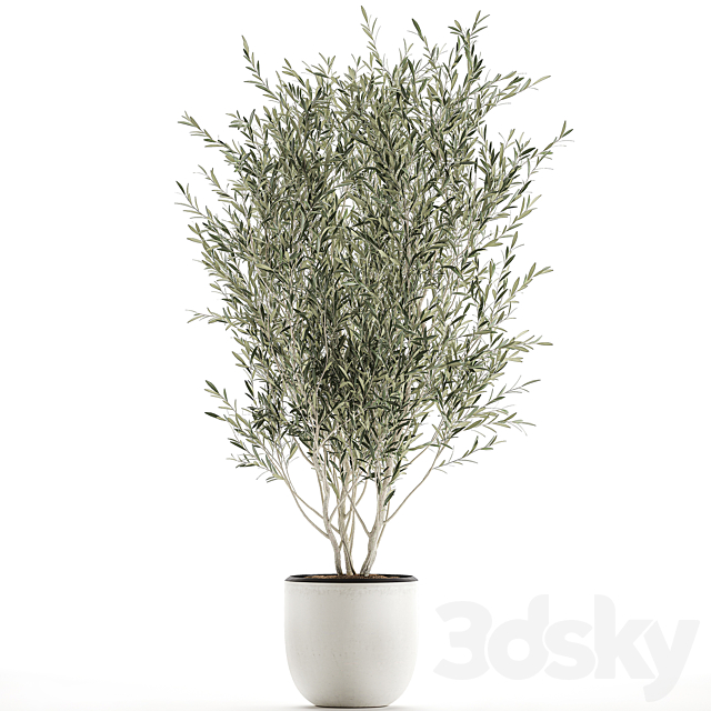 A beautiful little decorative olive tree in a white pot with handles. Set 645. 3DSMax File - thumbnail 4