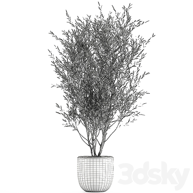 A beautiful little decorative olive tree in a white pot with handles. Set 645. 3DSMax File - thumbnail 5