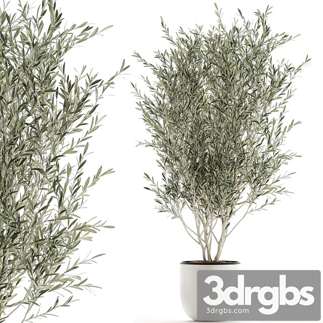 A beautiful little decorative olive tree in a white pot with handles. set 645. - thumbnail 1