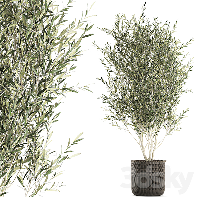 A beautiful little decorative olive tree in a wicker basket. Set 651. 3DSMax File - thumbnail 1