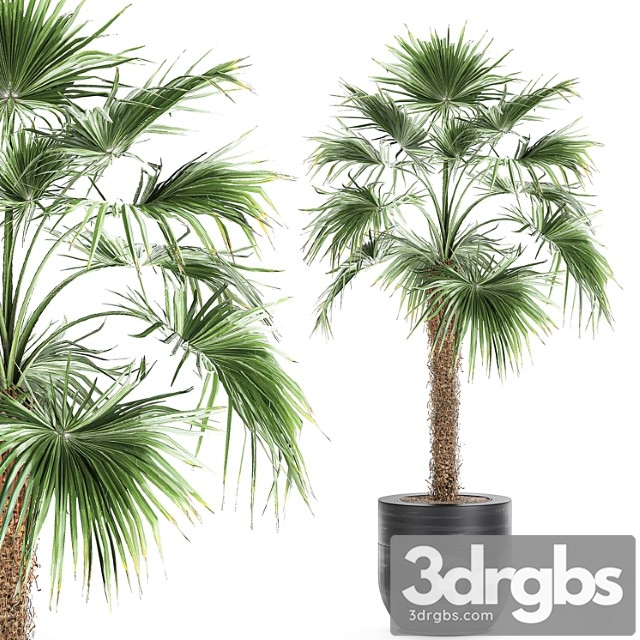 A beautiful little lush indoor fan palm in a black flower pot. set 714. - thumbnail 1