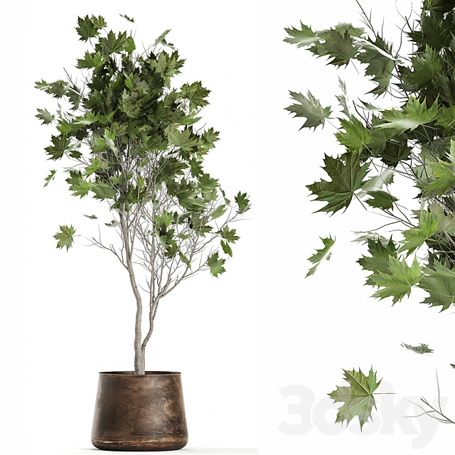 A beautiful little tree in a metal outdoor pot maple. sycamore. 1045 3DSMax File - thumbnail 1