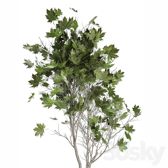 A beautiful little tree in a metal outdoor pot maple. sycamore. 1045 3DSMax File - thumbnail 3