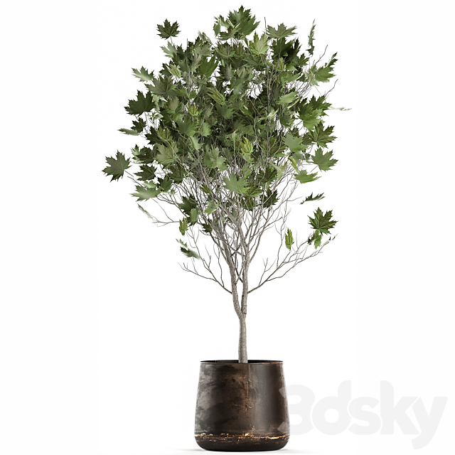 A beautiful little tree in a metal outdoor pot maple. sycamore. 1045 3DSMax File - thumbnail 4