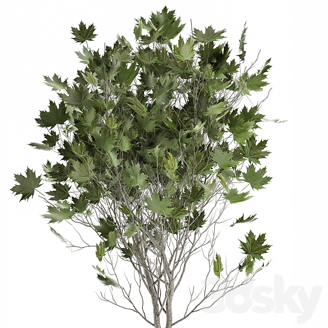 A beautiful little tree in a metal outdoor pot maple. sycamore. 1045 3DSMax File - thumbnail 5