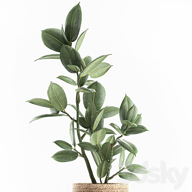 A beautiful little tree indoor ficus elastic in a basket rattan on legs. Set 607. 3DS Max Model - thumbnail 2