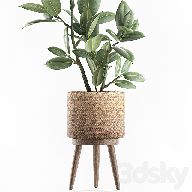 A beautiful little tree indoor ficus elastic in a basket rattan on legs. Set 607. 3DS Max Model - thumbnail 3