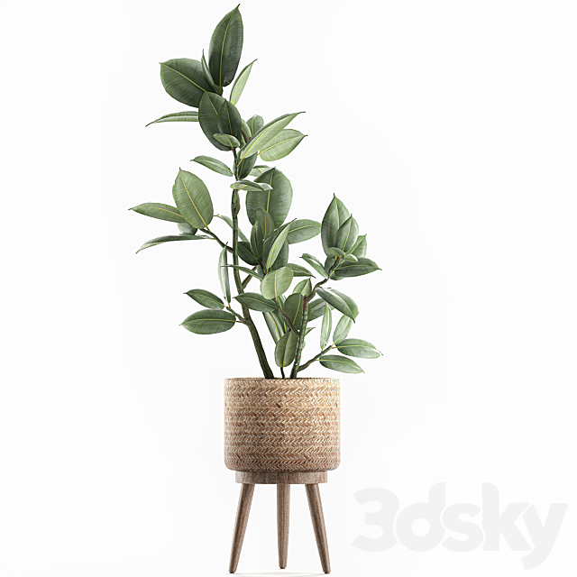 A beautiful little tree indoor ficus elastic in a basket rattan on legs. Set 607. 3DS Max Model - thumbnail 4