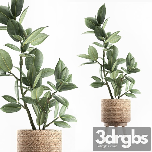 A beautiful little tree indoor ficus elastic in a basket rattan on legs. set 607. - thumbnail 1