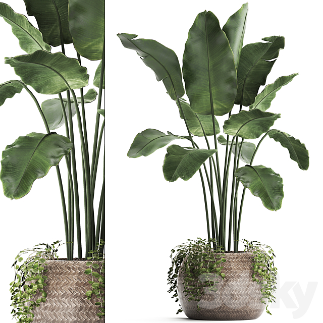 A beautiful lush banana palm bush in a round flower basket made of rattan. strelitzia. Ravenala. Set 412. 3DSMax File - thumbnail 1