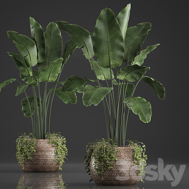 A beautiful lush banana palm bush in a round flower basket made of rattan. strelitzia. Ravenala. Set 412. 3DSMax File - thumbnail 2