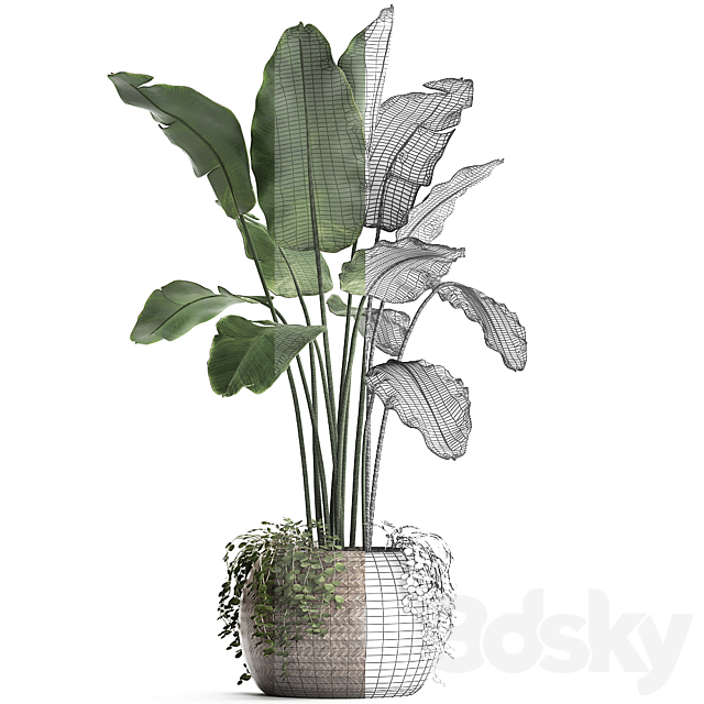 A beautiful lush banana palm bush in a round flower basket made of rattan. strelitzia. Ravenala. Set 412. 3DSMax File - thumbnail 3