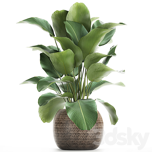 A beautiful lush bush of an exotic plant in a round basket of Kalatea lutea. 753. 3DSMax File - thumbnail 1