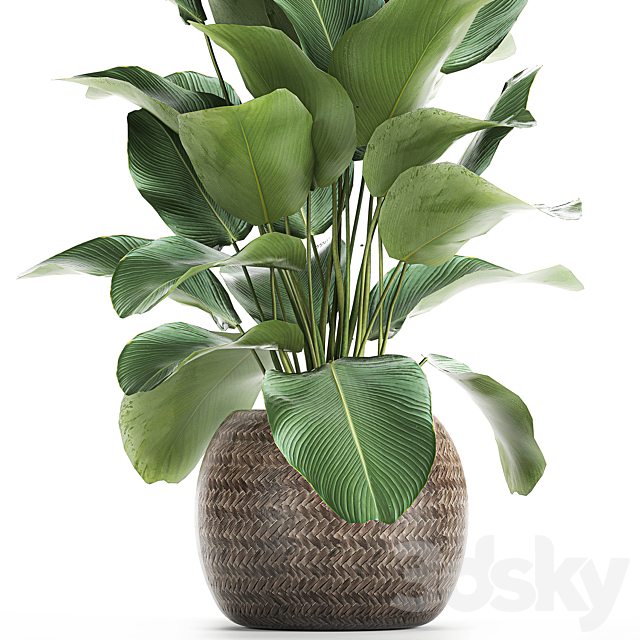 A beautiful lush bush of an exotic plant in a round basket of Kalatea lutea. 753. 3DSMax File - thumbnail 2