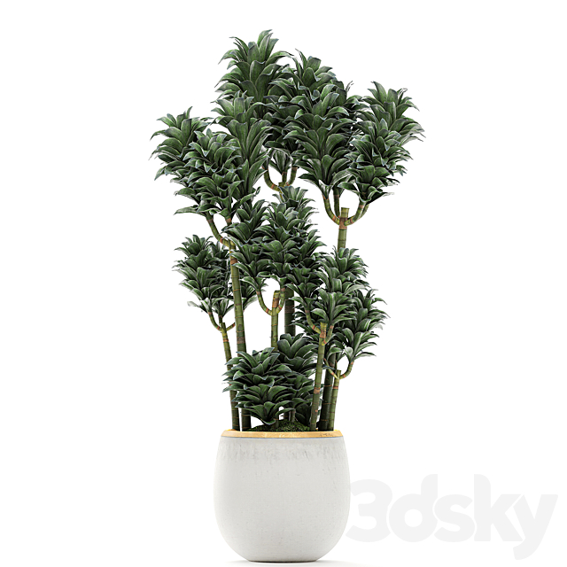 A beautiful small decorative flower of Dracaena Compacta in a white pot with gold. Set 533 3DS Max Model - thumbnail 2