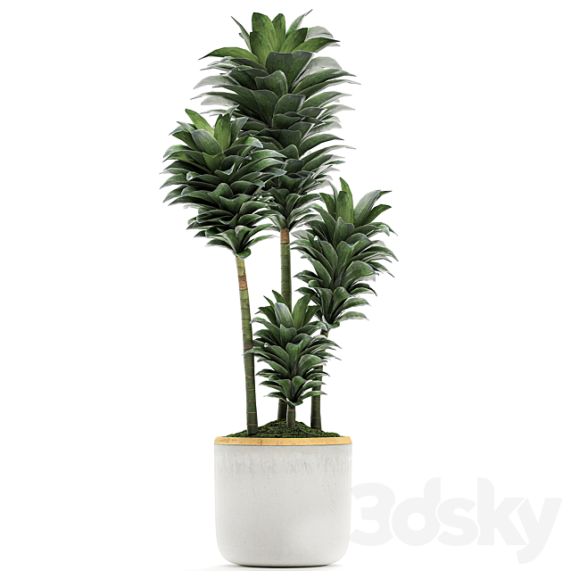 A beautiful small decorative flower of Dracaena Compacta in a white pot with gold. Set 533 3DS Max Model - thumbnail 3