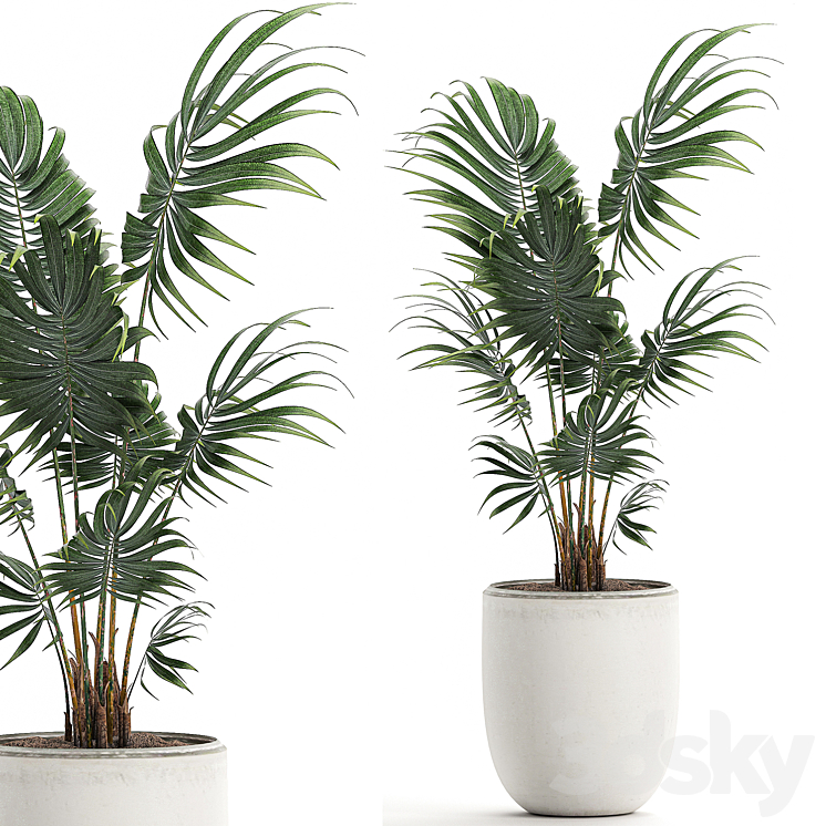 A beautiful small decorative indoor palm tree in a white modern pot with Hovea kentia neanta. Set 519. 3DS Max - thumbnail 1