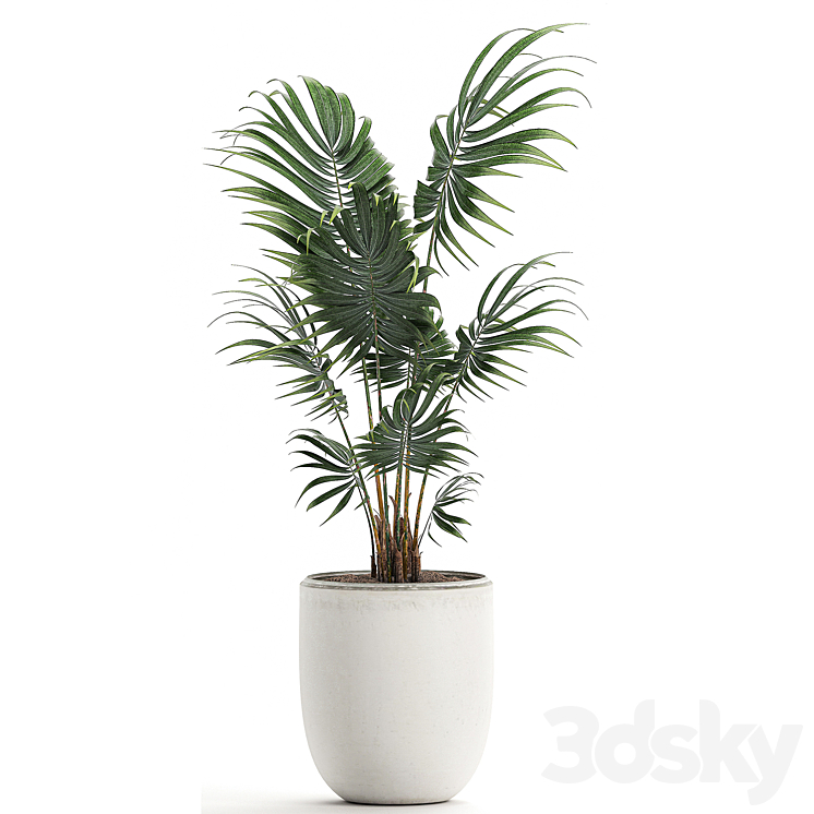 A beautiful small decorative indoor palm tree in a white modern pot with Hovea kentia neanta. Set 519. 3DS Max - thumbnail 2