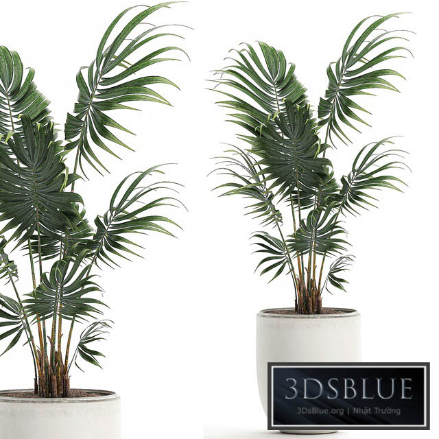 A beautiful small decorative indoor palm tree in a white modern pot with Hovea kentia neanta. Set 519. 3DS Max - thumbnail 3