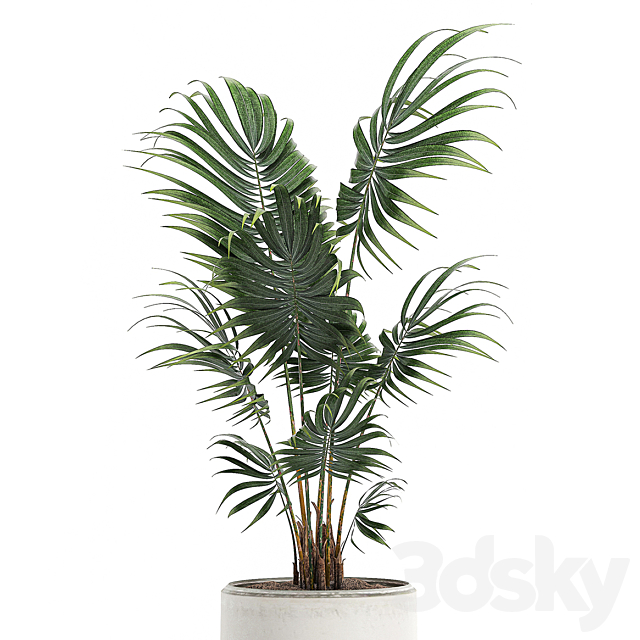 A beautiful small decorative indoor palm tree in a white modern pot with Hovea. kentia. neanta. Set 519. 3DSMax File - thumbnail 3