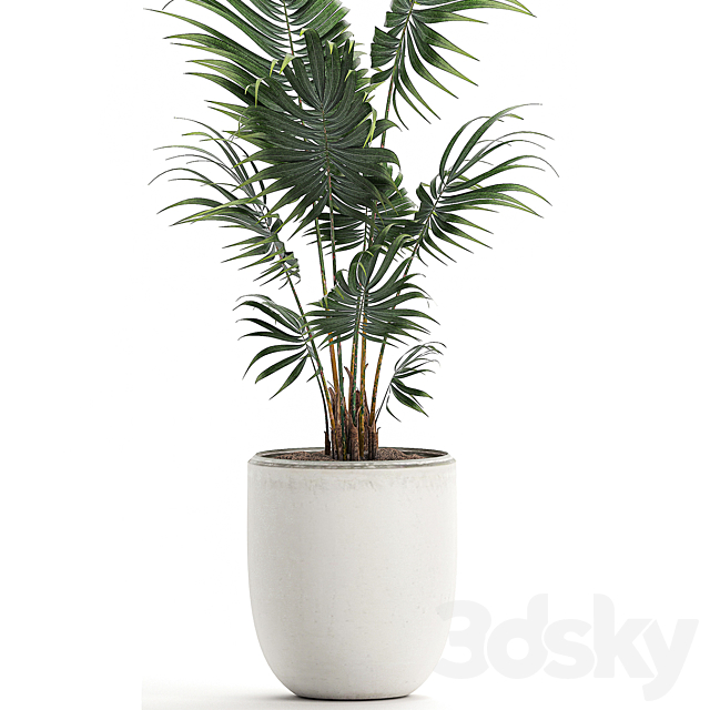 A beautiful small decorative indoor palm tree in a white modern pot with Hovea. kentia. neanta. Set 519. 3DSMax File - thumbnail 4