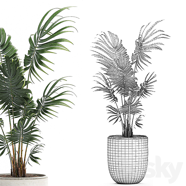 A beautiful small decorative indoor palm tree in a white modern pot with Hovea. kentia. neanta. Set 519. 3DSMax File - thumbnail 5