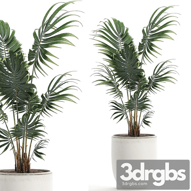 A beautiful small decorative indoor palm tree in a white modern pot with hovea, kentia, neanta. set 519. - thumbnail 1