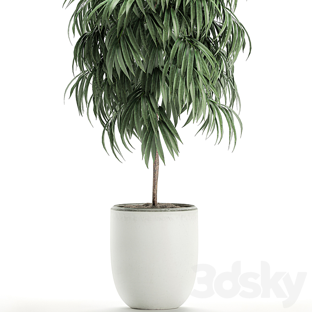 A beautiful small decorative tree in a white modern pot with Ficus Ali. Set 501. 3DSMax File - thumbnail 4