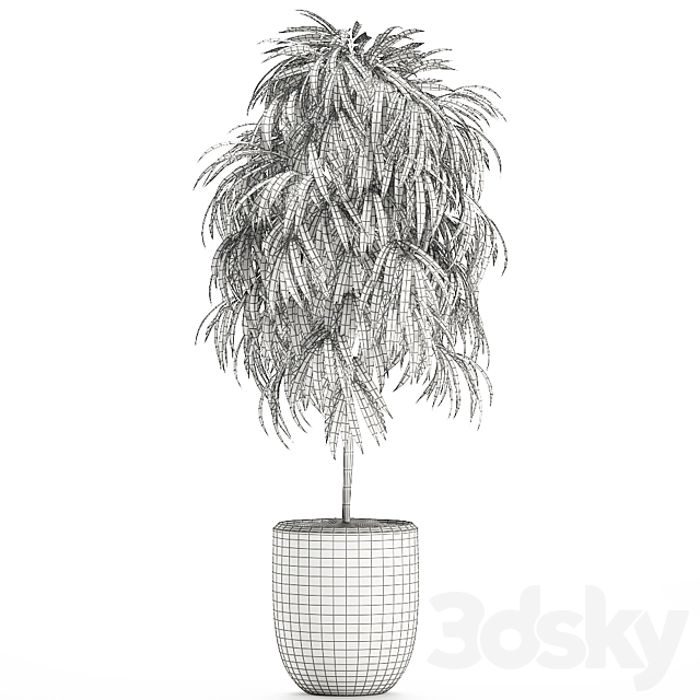 A beautiful small decorative tree in a white modern pot with Ficus Ali. Set 501. 3DSMax File - thumbnail 5