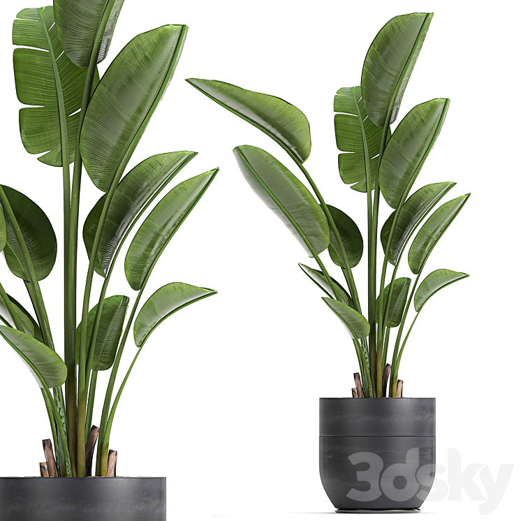 A beautiful small indoor banana palm in a black flower pot Strelitzia. Set 723. 3DS Max - thumbnail 1