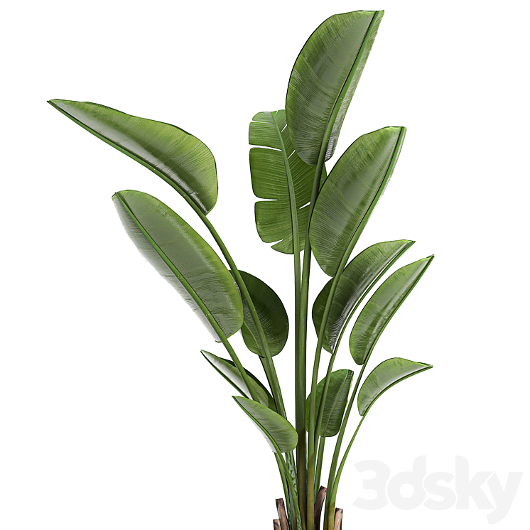 A beautiful small indoor banana palm in a black flower pot Strelitzia. Set 723. 3DS Max - thumbnail 2