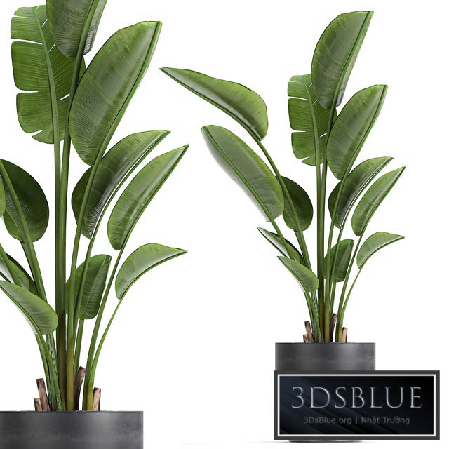 A beautiful small indoor banana palm in a black flower pot Strelitzia. Set 723. 3DS Max - thumbnail 3