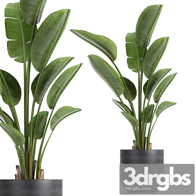 A Beautiful Small Indoor Banana Palm In A Black Flower Pot Strelitzia Set 723 3dsmax Download - thumbnail 1