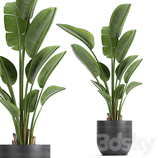 A beautiful small indoor banana palm in a black flower pot Strelitzia. Set 723. 3DSMax File - thumbnail 1